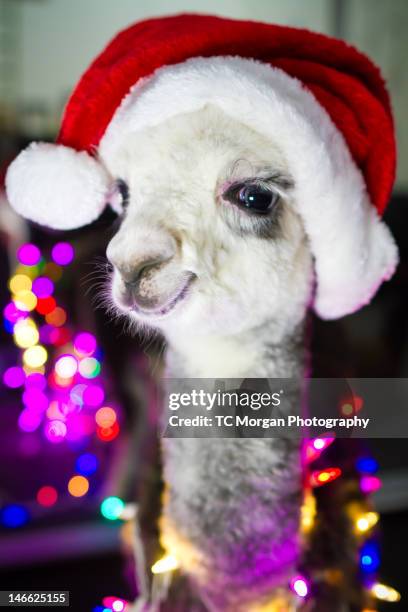 15,911 Llama Animal Photos and Premium High Res Pictures - Getty Images 15,911 Llama Animal Photos and Premium High Res Pictures - Getty Images