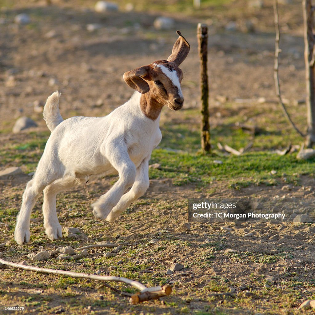 Goat kid