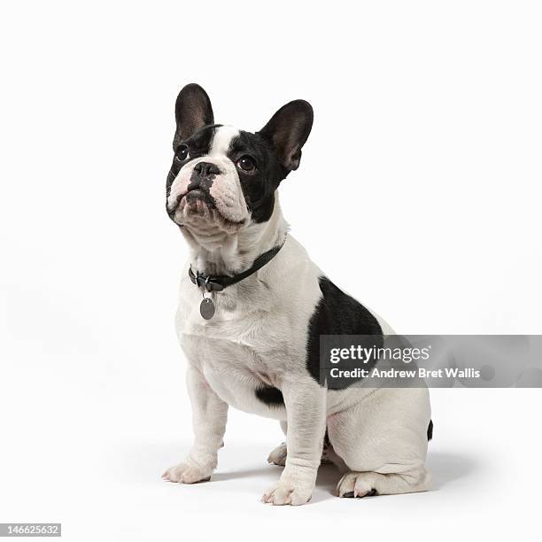 pedigree french bulldog sits to attention - bulldog francés fotografías e imágenes de stock