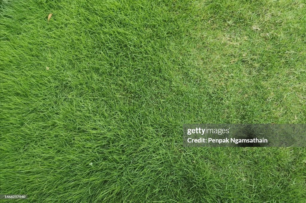 Turf gree grass garden