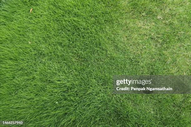 turf gree grass garden - grass texture stock pictures, royalty-free photos & images