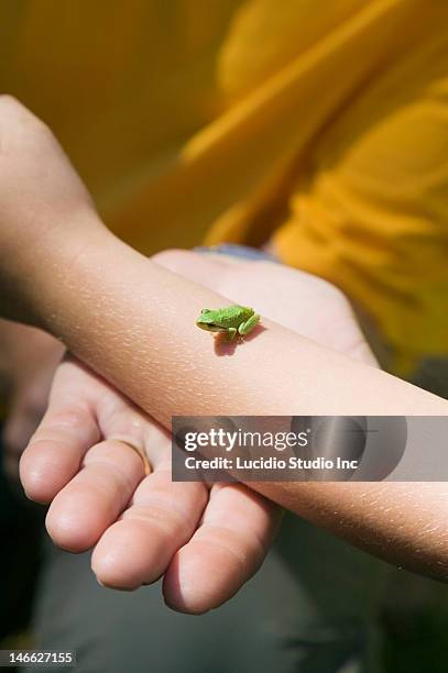 tree frog on a girl's arm - woman frog hand stockfoto's en -beelden