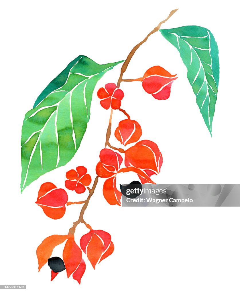 Watercolor illustration of guarana fruits