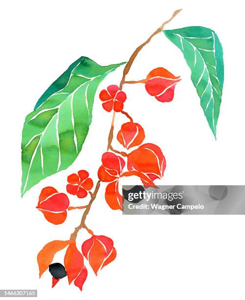 watercolor illustration of guarana fruits - guarana stock pictures, royalty-free photos & images