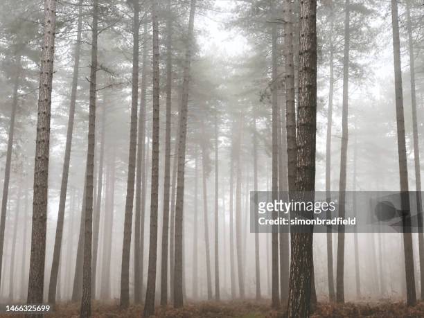misty woodland scenic - simonbradfield stock pictures, royalty-free photos & images