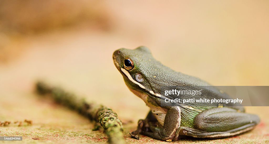 Tree frog sitting beside stick on dirt road