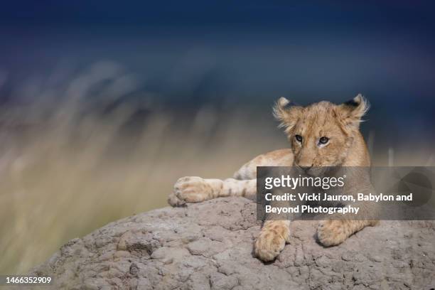 cute young lion cub posing on termite mound at sunset in maasai mara, kenya - lion cub stock-fotos und bilder
