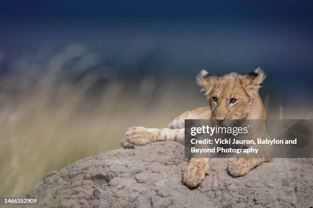 cute young lion cub posing on termite mound at sunset in maasai mara, kenya - animal joven fotografías e imágenes de stock