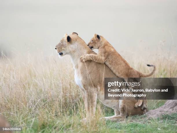 cute lion cub leans on his mother in maasai mara, kenya - majestic lion stock pictures, royalty-free photos & images