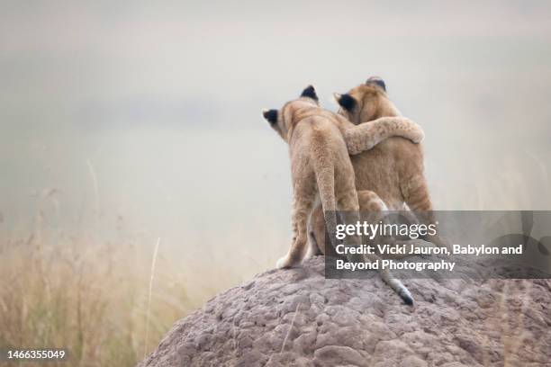 a scene of sibling love in lion cubs in masai mara, kenya - hugging animals foto e immagini stock