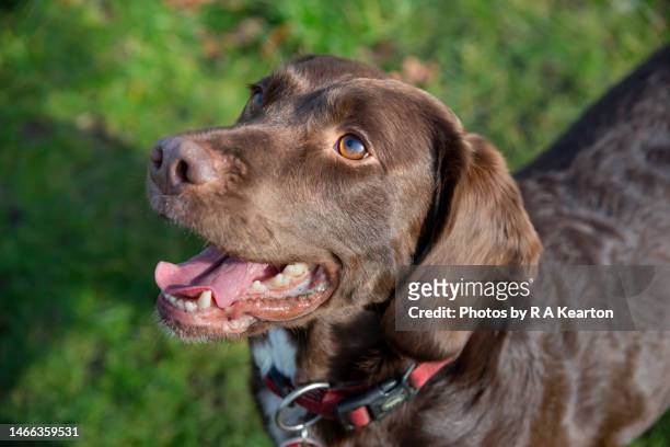 close up of a brown springador dog outside - springer spaniel stock pictures, royalty-free photos & images