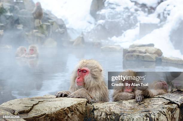 snow monkey - sorgente di acqua calda foto e immagini stock