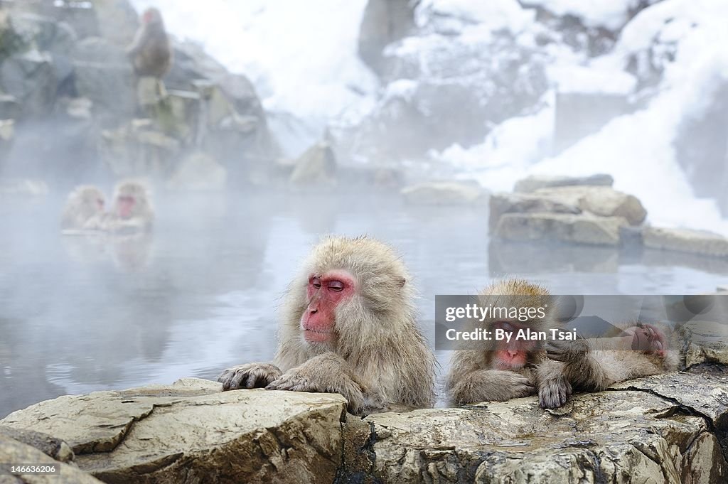 Snow monkey