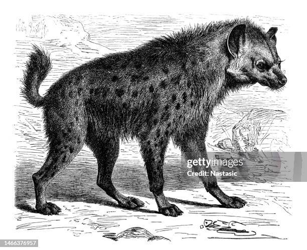 spotted hyena (crocuta crocuta) - hyena 幅插畫檔、美工圖案、卡通及圖標