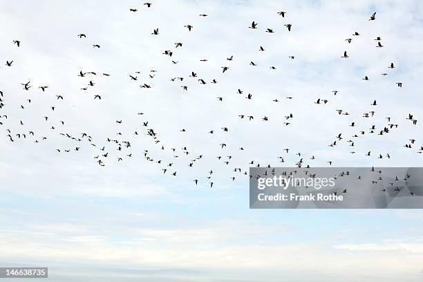a flock of wild dugs flying in the air - pássaro imagens e fotografias de stock