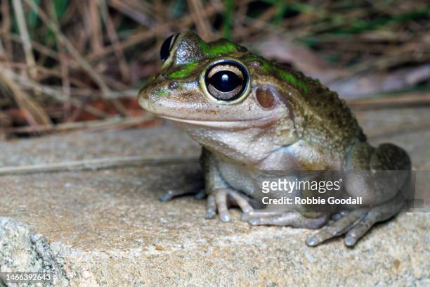 close-up of a motorbike frog (litoria moorei) - bufo toad stock pictures, royalty-free photos & images