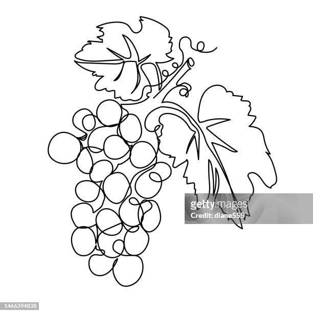 illustrations, cliparts, dessins animés et icônes de dessin au trait continu des raisins sur un fond transparent - grappe de raisin