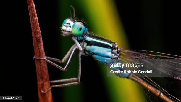 close-up of a blue damselfly perched for the night - dragon fly stock-fotos und bilder