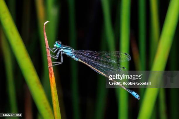 close-up of a blue damselfly perched for the night - damselfly stockfoto's en -beelden