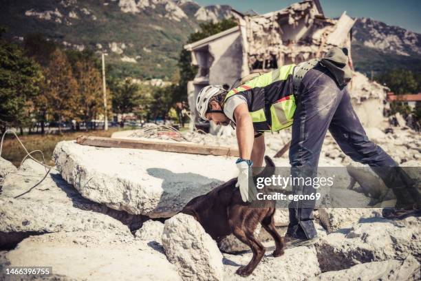 rescuer search with help of rescue dog - search and rescue dog stock pictures, royalty-free photos & images