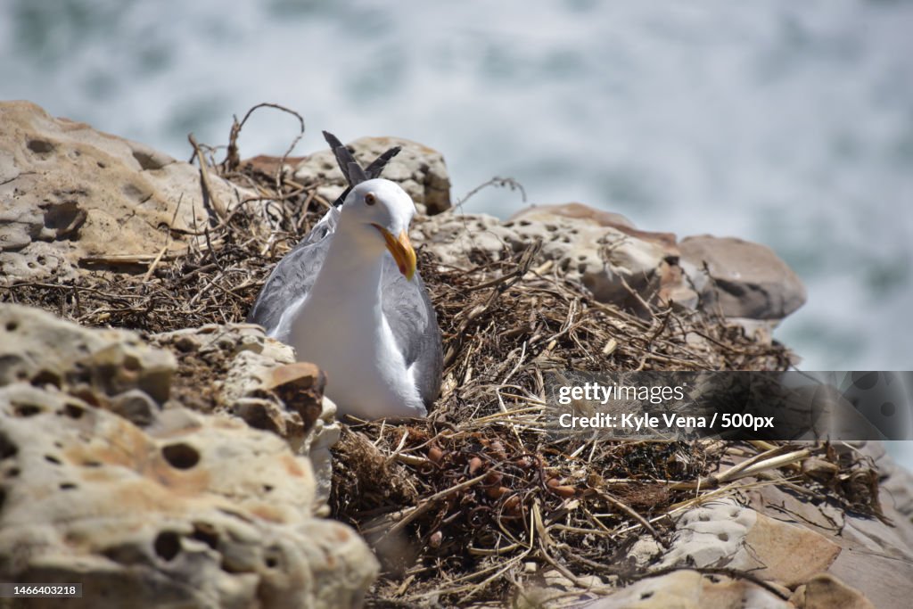 Close-up of birds perching on rock,Santa Cruz,California,United States,USA