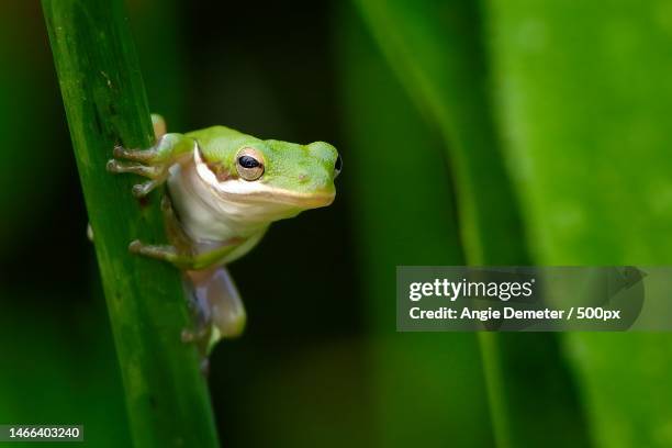 close-up of tree frog on leaf,delray beach,florida,united states,usa - delray beach bildbanksfoton och bilder