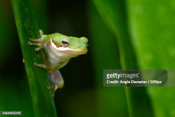 close-up of tree frog on leaf,delray beach,florida,united states,usa - delray beach 個照片及圖片檔