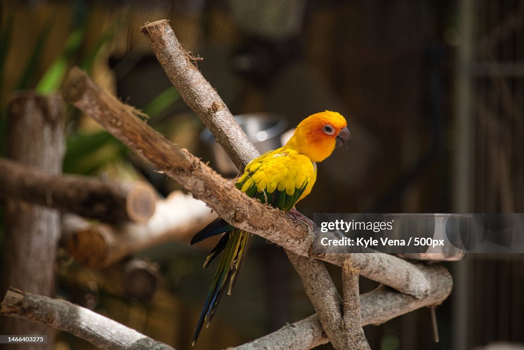 Close-up of parrot perching on branch,Key West,Florida,United States,USA
