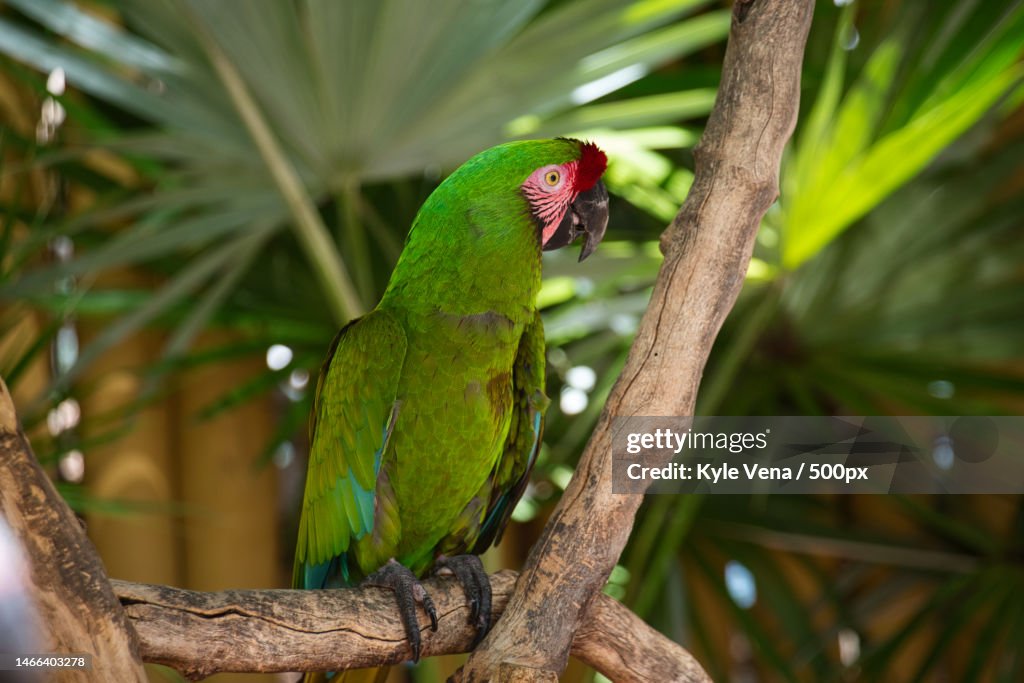 Close-up of macaw perching on branch,Key West,Florida,United States,USA