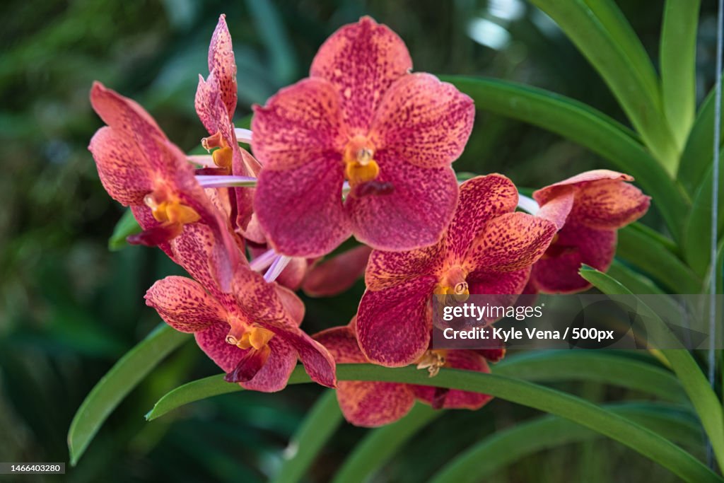 Close-up of pink orchid flower,Key West,Florida,United States,USA