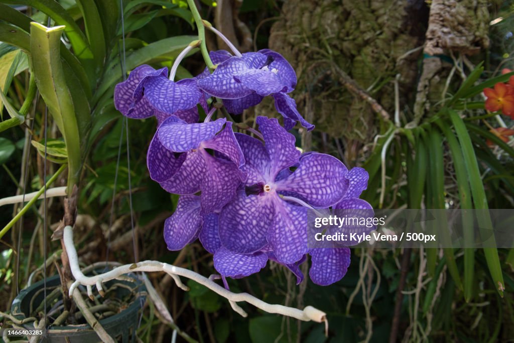 Close-up of purple flowering plant,Key West,Florida,United States,USA