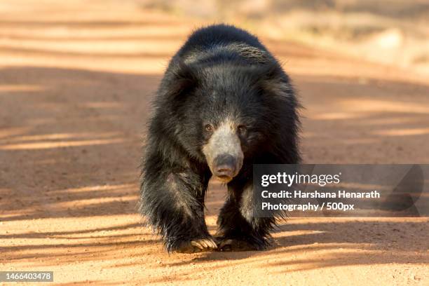 close-up of dog on sand,wilpattu national park,sri lanka - sloth bear stock pictures, royalty-free photos & images