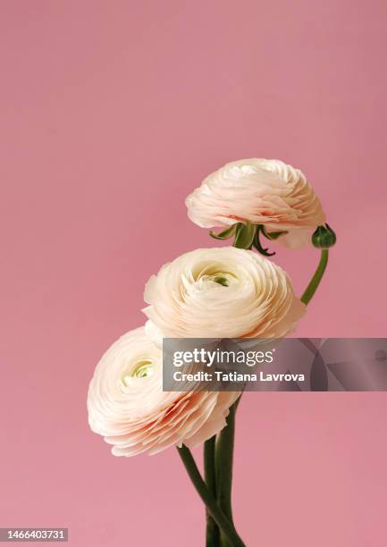 persian buttercups on pink background with copy space. spring festive template for international women's day, mother's day, valentine's day, birthday - ranunculus wedding bouquet stock pictures, royalty-free photos & images