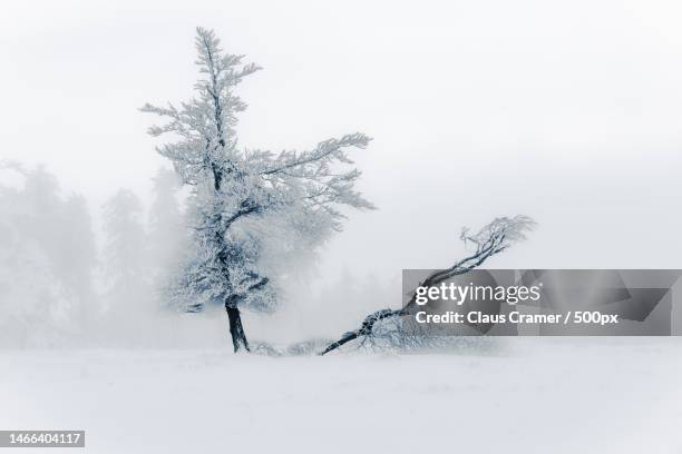 trees on snow covered field against sky,kahler asten,winterberg,germany - farben stock pictures, royalty-free photos & images