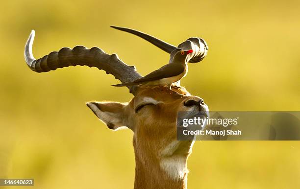 oxpecker on male impala - antilope stock-fotos und bilder