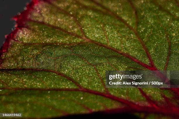 close-up of wet leaf,verona,italy - photosynthesis 個照片及圖片檔