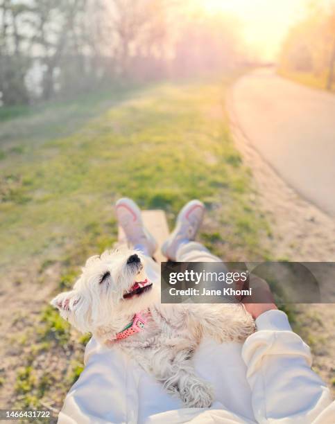 westie dog and woman enjoying spring in wood trail - west highland white terrier stock-fotos und bilder