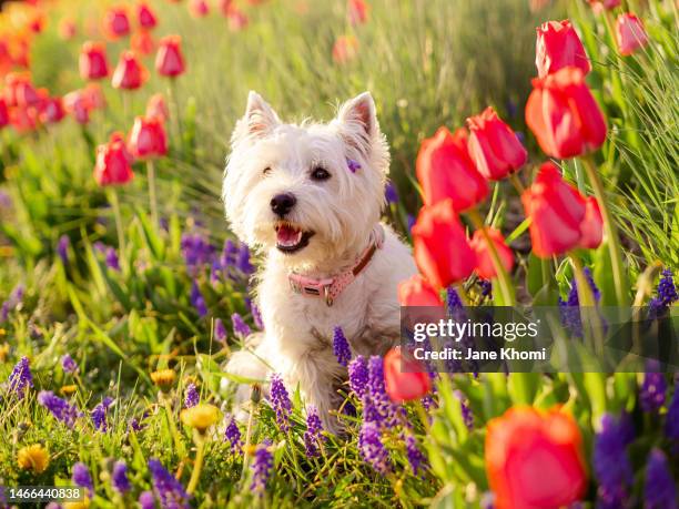 westie dog enjoying spring in dandelion and red tulips field - west highland white terrier stock pictures, royalty-free photos & images