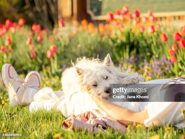 woman and westie dog enjoying spring in dandelion and red tulips field - west highland white terrier stock pictures, royalty-free photos & images
