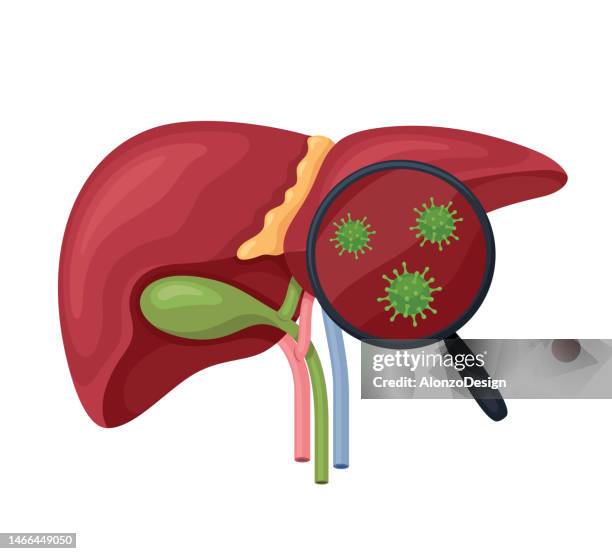 bildbanksillustrationer, clip art samt tecknat material och ikoner med human liver and hepatitis virus. human and magnifying glass. human internal organ. - hepatitis c