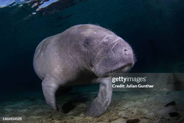 a west indian, or florida, manatee swims through a florida river. - snorhaar stockfoto's en -beelden