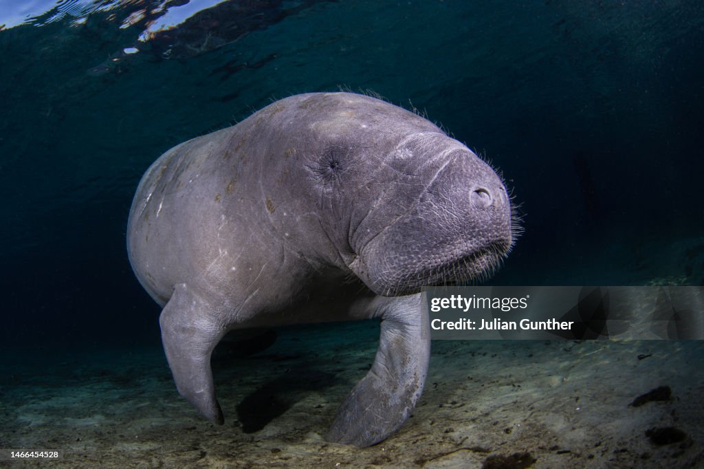 A West Indian Or Florida Manatee Swims Through A Florida River High Res a-west-indian-or-florida-manatee-swims-through-a-florida-river-high-res