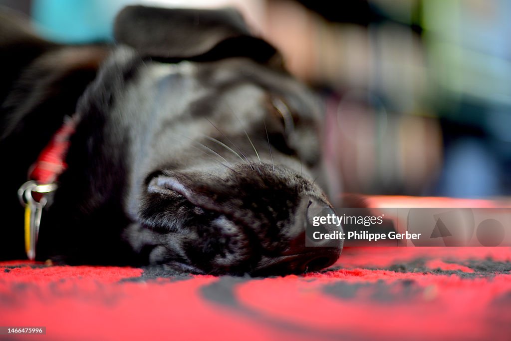 Closeup Of 2year Old Labrador Retriever Resting On Red Rug High-Res ...