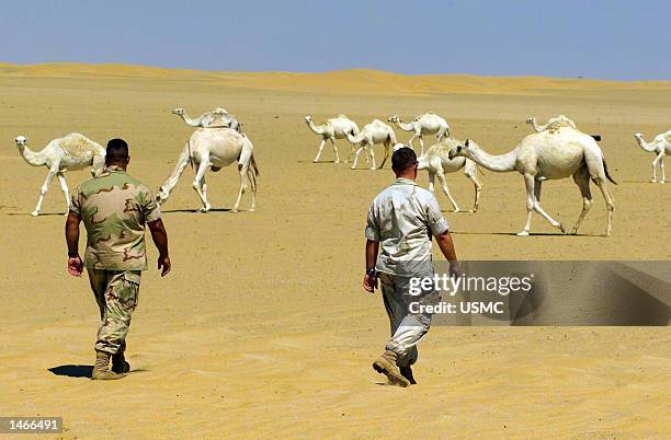 Osama Riding Camel Army Camel Corps Photos and Premium High Res Pictures - Getty Images