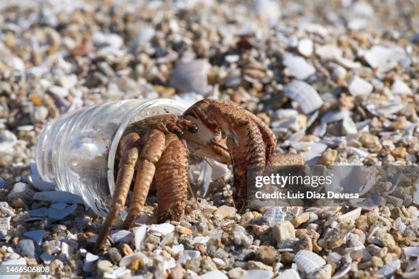 hermit crab inside a shot glass. - hermit crab bildbanksfoton och bilder