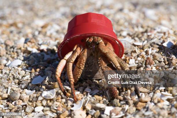 hermit crab inside a red coffee capsule. - hermit crab stock pictures, royalty-free photos & images