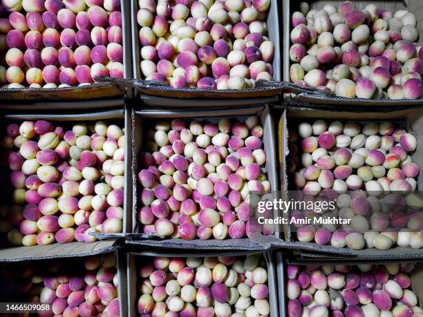 apricots packed in cardboard square fruit cartons at market stall for sale. - fruit carton stock pictures, royalty-free photos & images