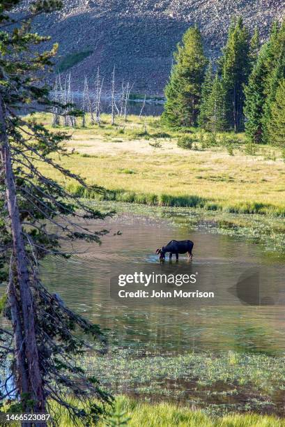 bull moose wading in pond grazing on underwater plants near walden, colorado in western usa, of north america - walden pond stock pictures, royalty-free photos & images