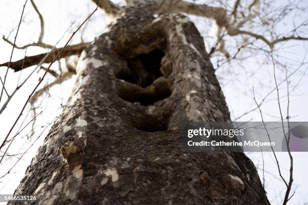 Impoding Tree Large Rodents Photos and Premium High Res Pictures - Getty Images