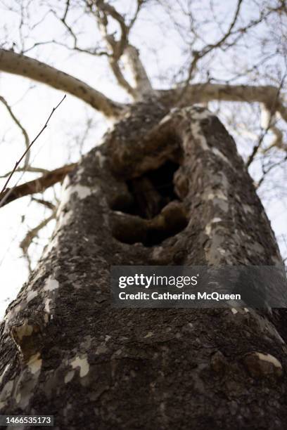 Impoding Tree Large Rodents Photos and Premium High Res Pictures - Getty Images